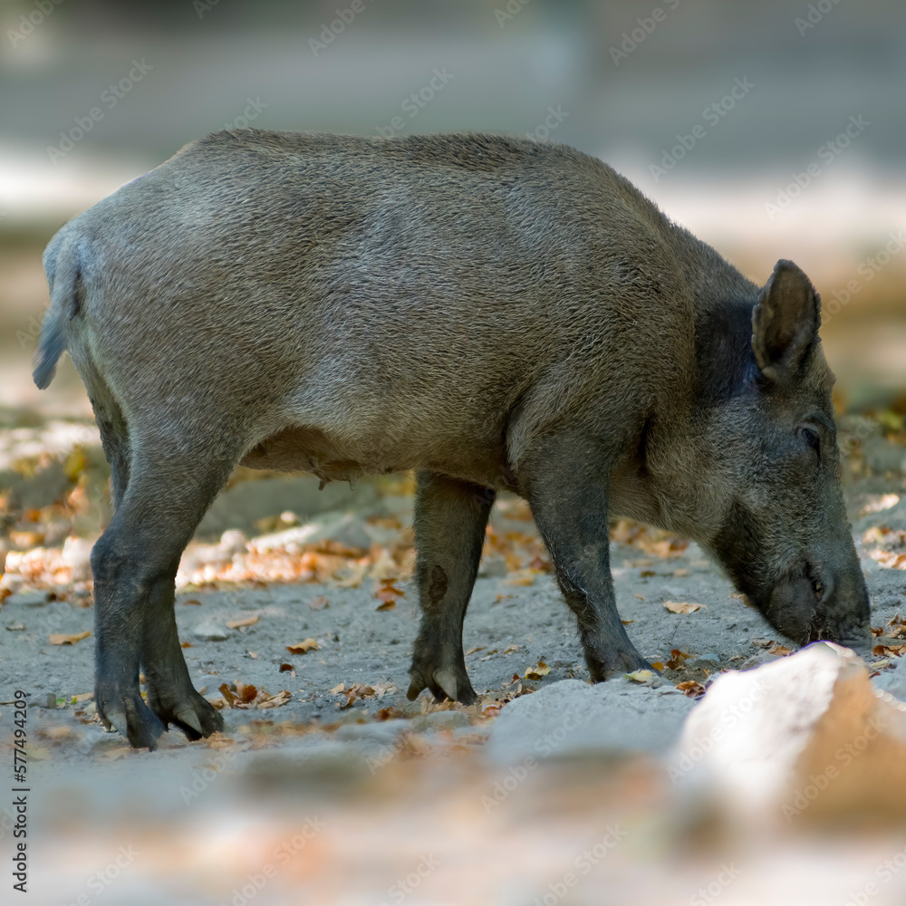 a wild boar in a deciduous forest in autumn a wild boar in a deciduous forest in autumn