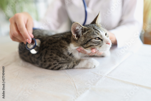 Fototapeta Naklejka Na Ścianę i Meble -  Woman veterinarian examining cat with stethoscope on table