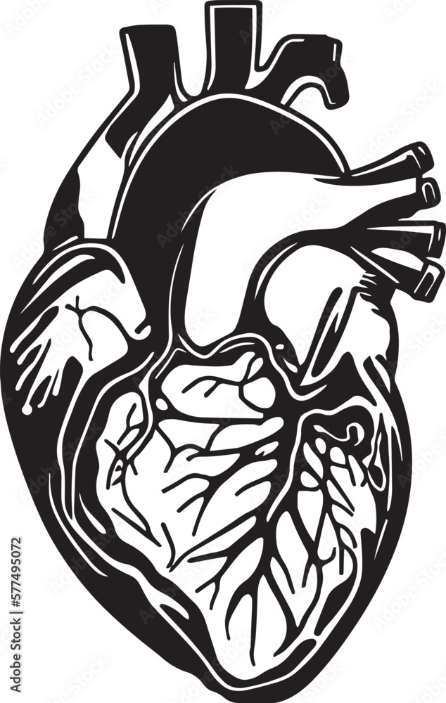 Human heart Vector illustration, on a white background, SVG Stock ...