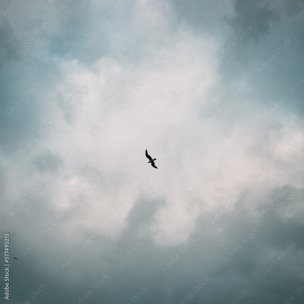 seagulls flying against an overcast, stormy sky