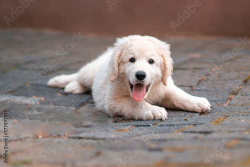 1 handsome young kuvasz livestock guardian dog