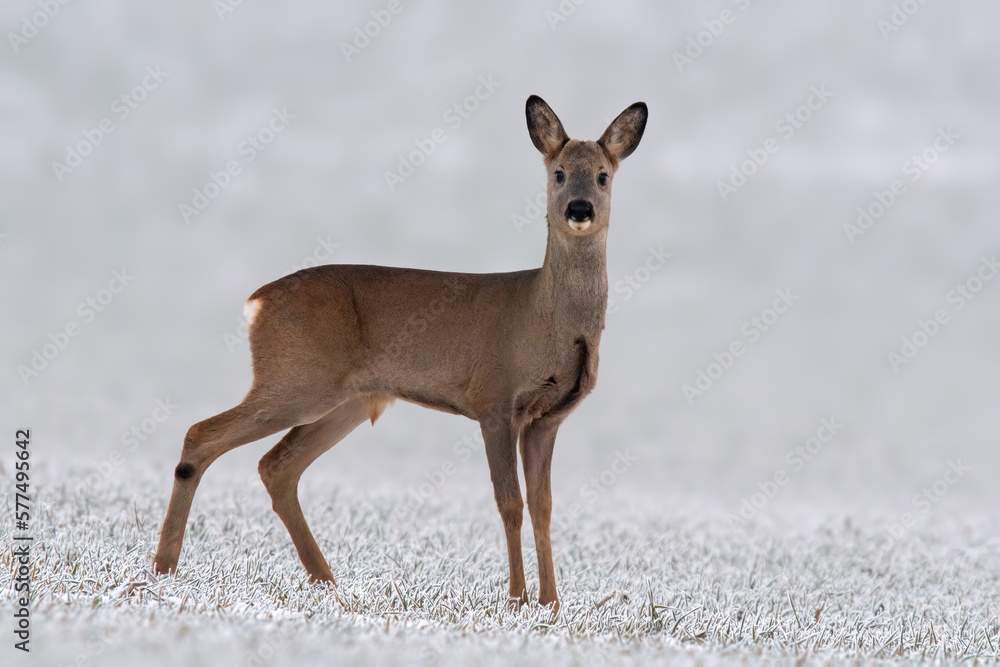 one young roebuck stands on a snowy field in winter one young roebuck stands on a snowy field in winter