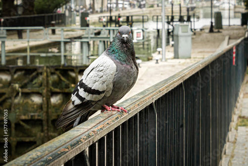 Pigeon qui me regarde sur une rembarde à Paris