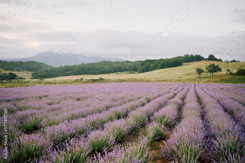 lavender field in region