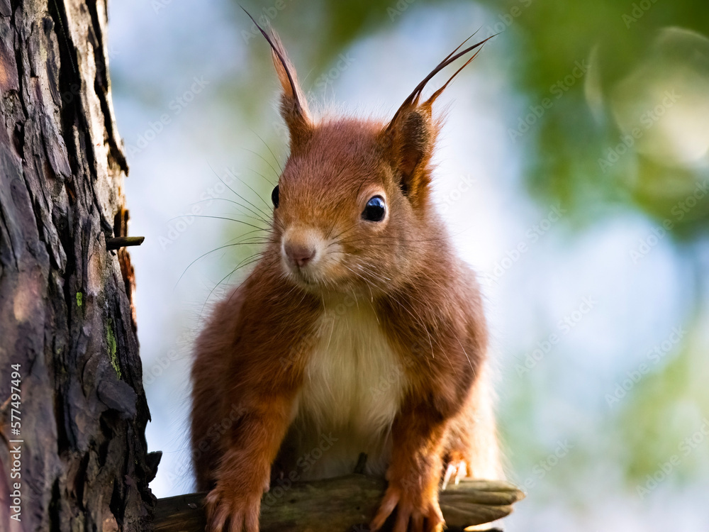 squirrel on a tree squirrel on a tree