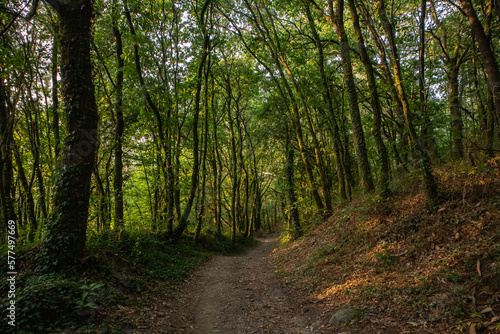 Narrow path through green forest