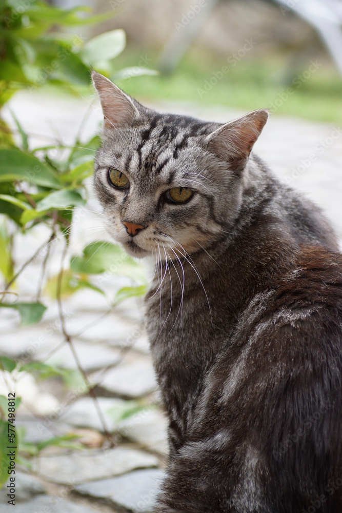 portrait of a cat