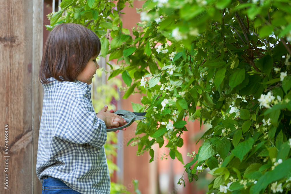 A child cuts off a flowering branch from a hibiscus shrub in a spring garden. A child cuts off a flowering branch from a hibiscus shrub in a spring garden.
