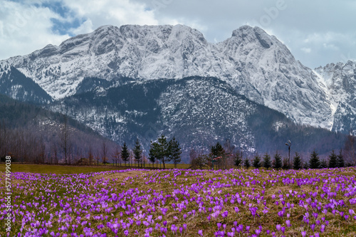 KROKUSY NA TLE GIEWONTU, POLSKA photo