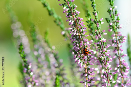 A red ladybird (Coccinellidae) on pink flowers of Heather