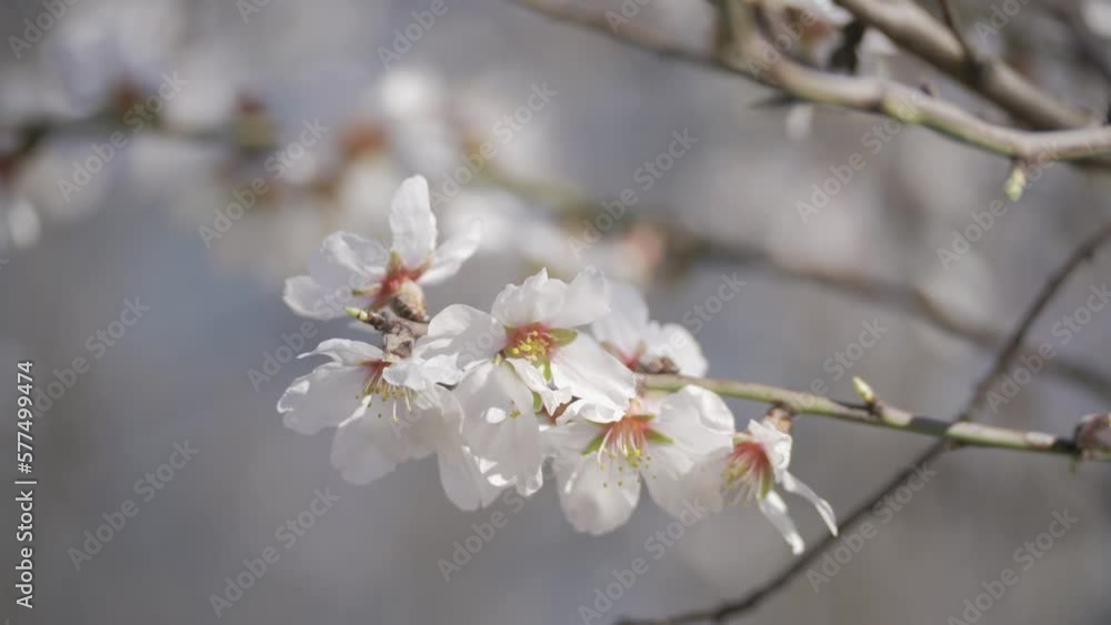 Almond blossoms. White pink flowers on the branches of flowering almond trees close-up. HLG Bt.2020 Almond blossoms. White pink flowers on the branches of flowering almond trees close-up. HLG Bt.2020