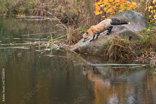 Red Fox (Vulpes vulpes) Leans Down Rock to Water Reflected Autumn