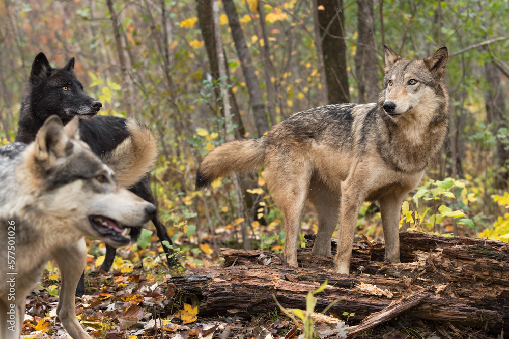 Fototapeta premium Grey Wolves (Canis lupus) Stand In and By Rotting Log Autumn