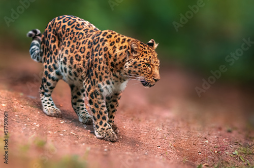one beautiful leopard runs through the forest