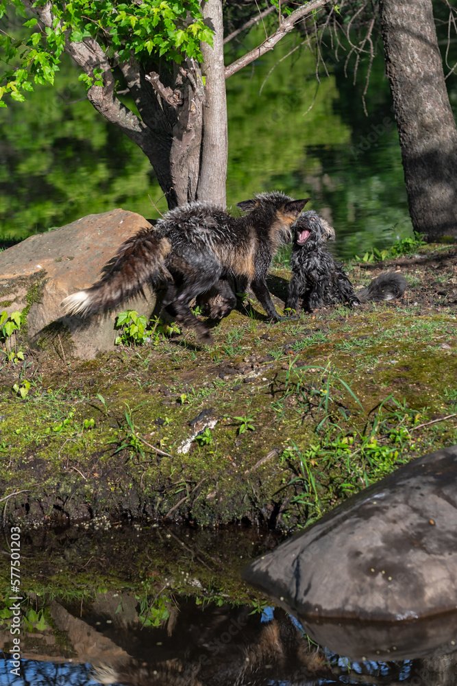 Cross Fox (Vulpes vulpes) Pounces at Crying Kit on Island Summer Cross Fox (Vulpes vulpes) Pounces at Crying Kit on Island Summer