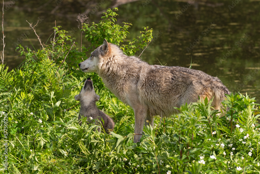 Fototapeta premium Grey Wolf Pup (Canis lupus) Reaches Up to Lick Adult Summer