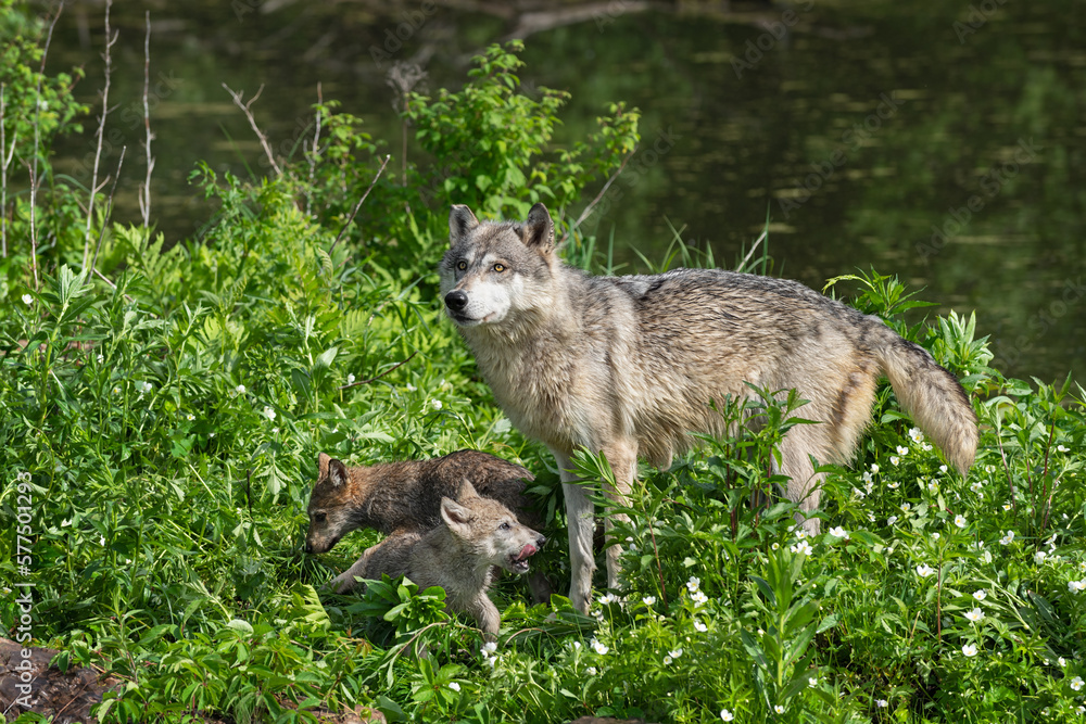 Grey Wolf (Canis lupus) Stands With Two Pups on Island Summer Grey Wolf (Canis lupus) Stands With Two Pups on Island Summer