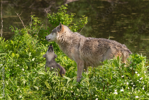 Grey Wolf Pup  Canis lupus  Reaches Up to Lick Adult Summer