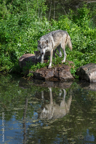 Grey Wolf Adult with Pup (Canis lupus) Looks Up From Water Reflected Summer