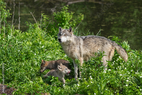 Grey Wolf  Canis lupus  Stands With Two Pups on Island Summer