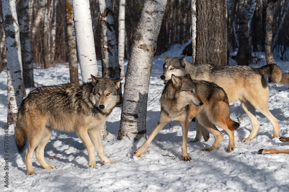 Naklejka premium Grey Wolf (Canis lupus) Pack Mills Around in Forest Winter