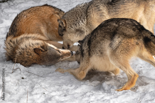 Grey Wolves (Canis lupus) Sniff and Roll in Snow Winter