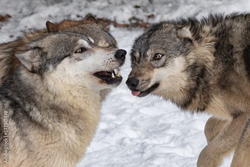 Grey Wolves (Canis lupus) Teeth and Tongue Winter