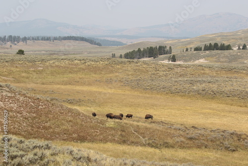 Bison herd in Yellowstone National Park, scenic landscape with American buffalos