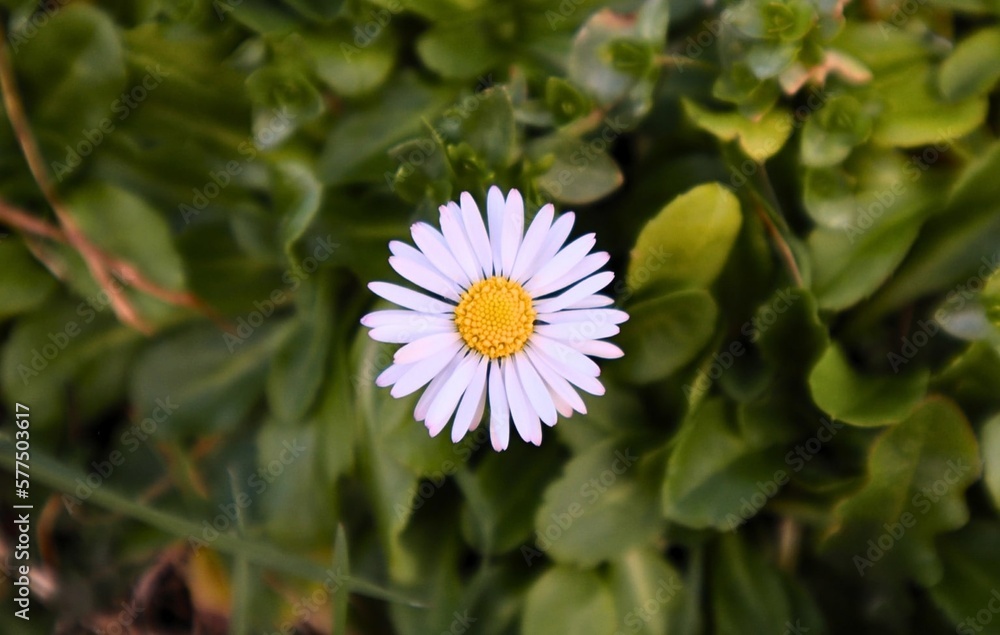 Daisy on a green field of grass from birds-eye view Daisy on a green field of grass from birds-eye view
