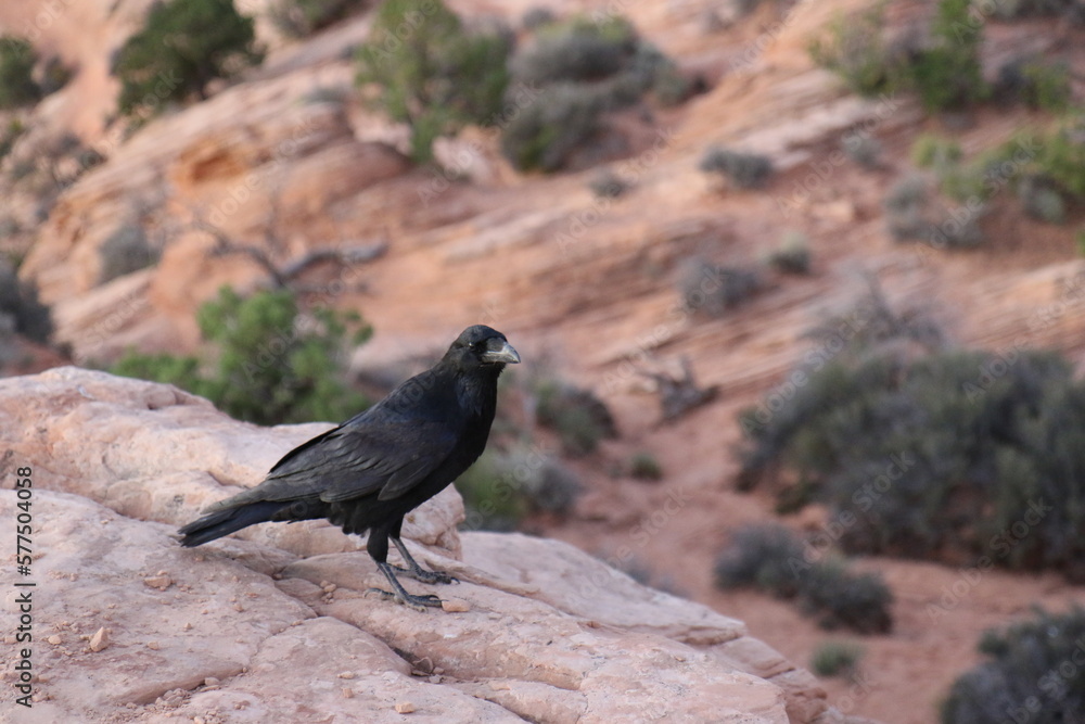 Fototapeta premium Raven in canyonlands national park, red sandstone