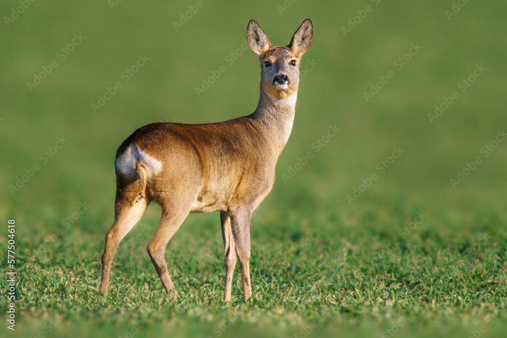 Fototapeta premium one beautiful doe doe standing on a green field in spring