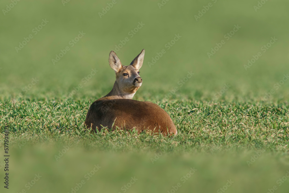 one Beautiful doe sits on a green field in spring one Beautiful doe sits on a green field in spring