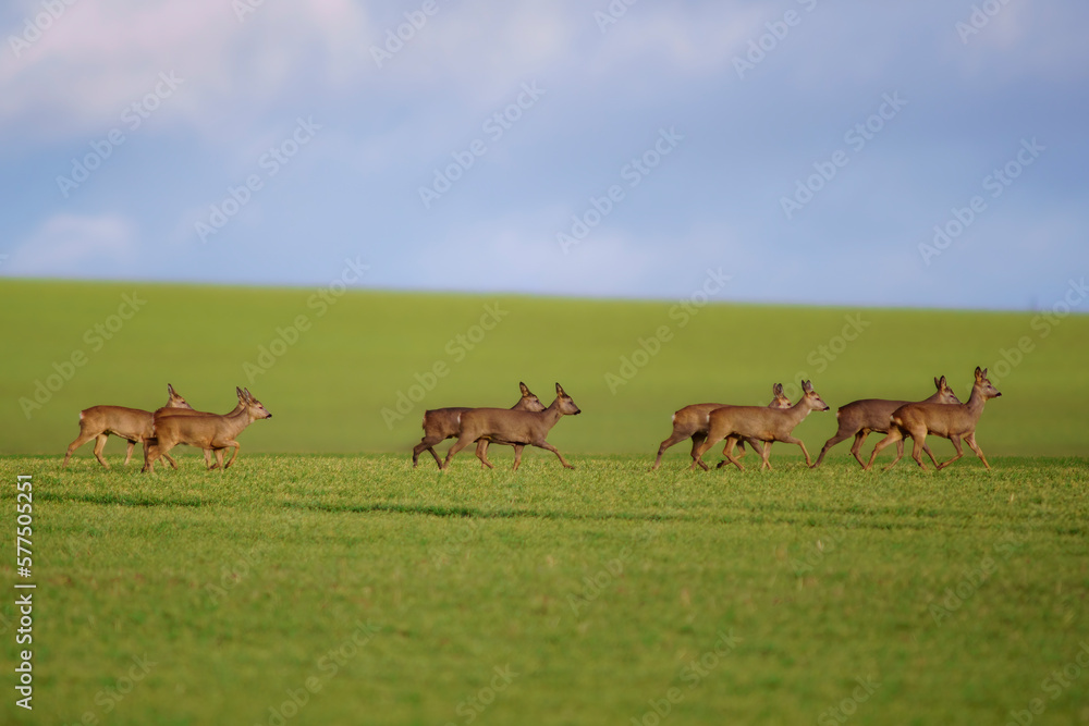 Naklejka premium a group of deer in a field in spring