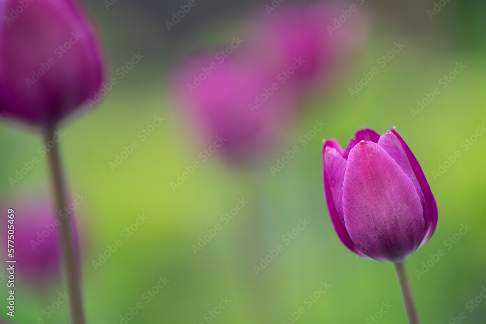 Fototapeta premium purple tulip flower