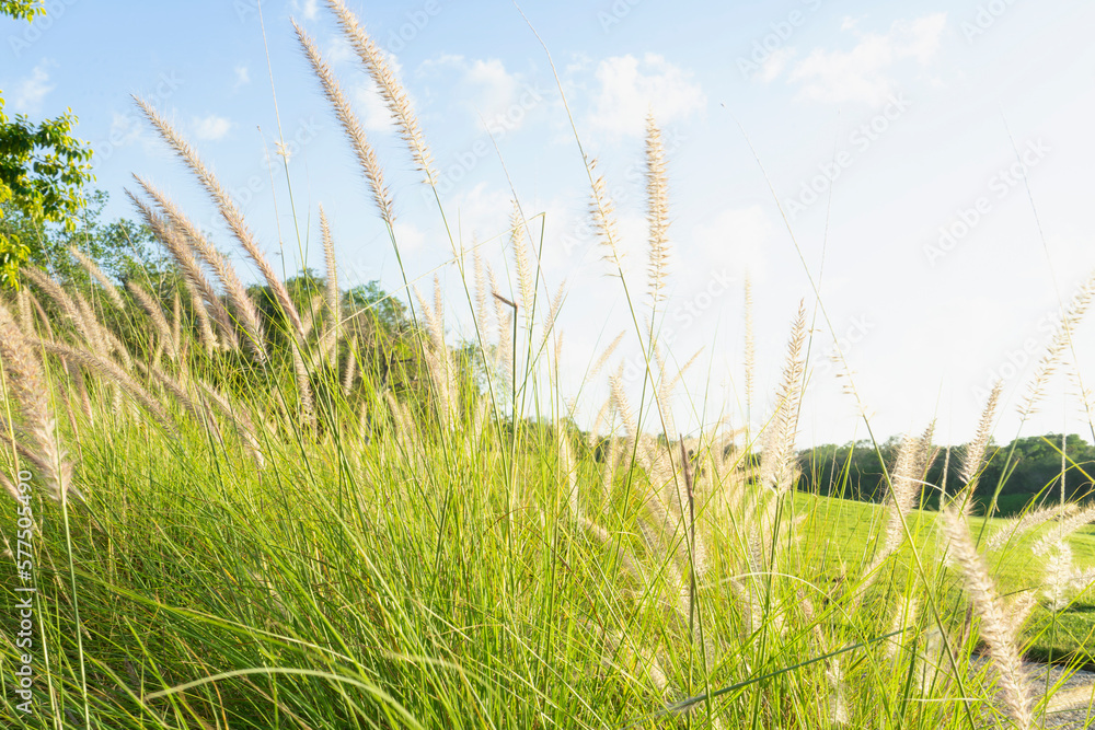 Fototapeta premium The Beauty of the Natural Landscape. The Serene Vastness of a Field
