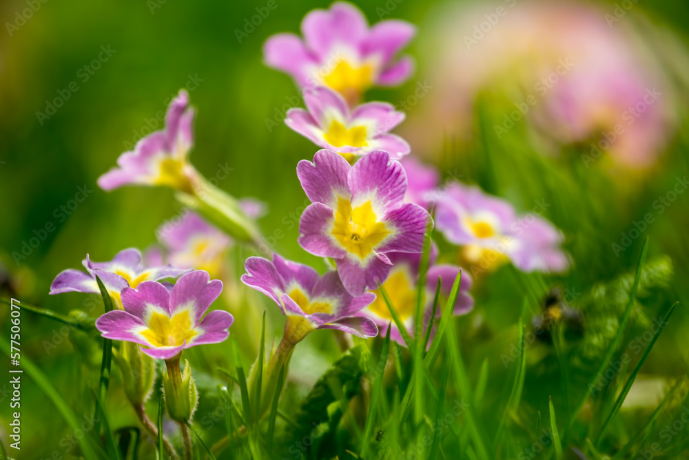 Spring floral background. First spring flowers. Flowers in spring. Spring floral background. First spring flowers. Flowers in spring.