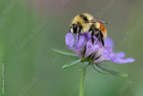 bee on a flower © Sandra
