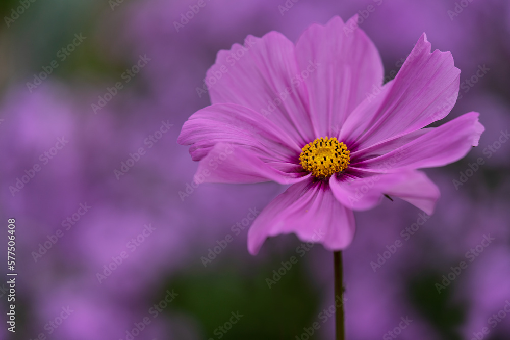 Obraz premium pink cosmos flower
