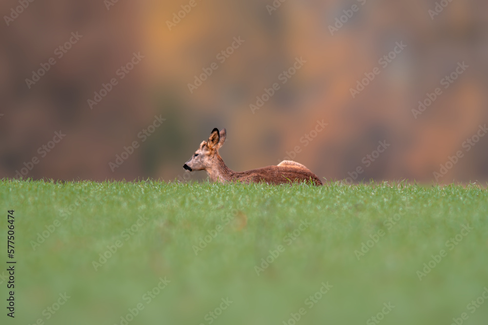 one young roebuck sits on a green field in spring