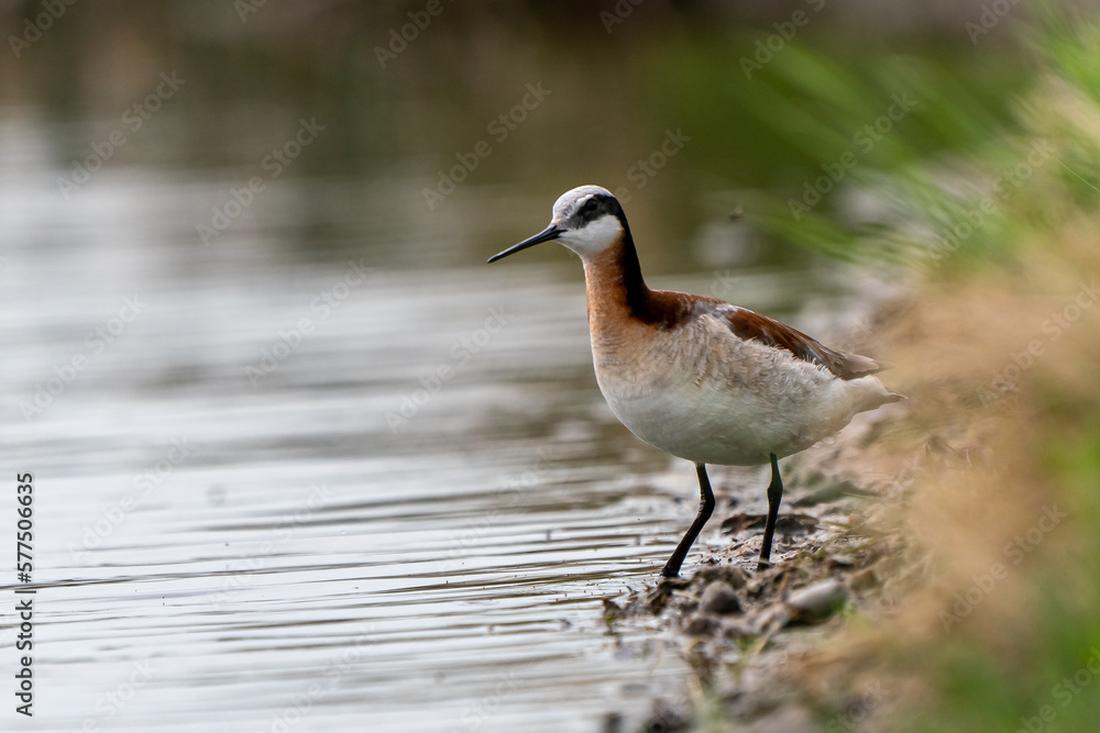 shore bird shore bird