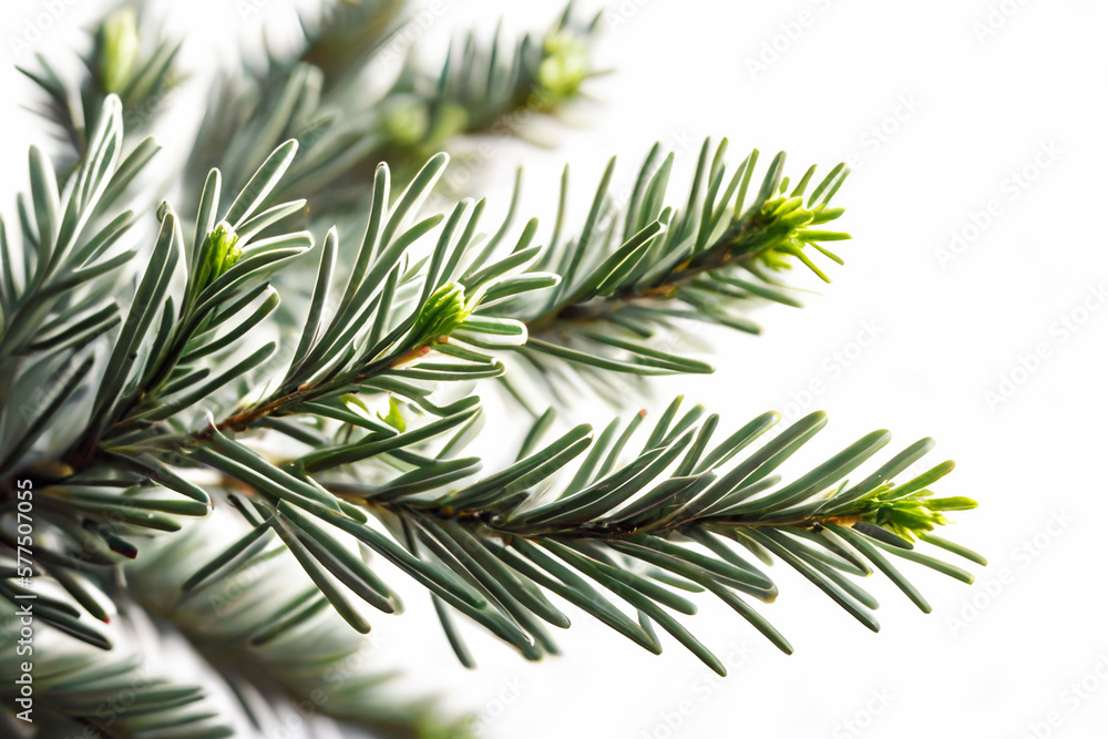 Spruce branch isolated on white background. Green fir. Realistic Christmas tree llustration for Xmas cards, New year party posters. Generative ai Spruce branch isolated on white background. Green fir. Realistic Christmas tree llustration for Xmas cards, New year party posters. Generative ai