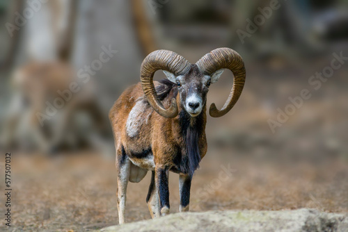 a Aries stands in a forest in autumn