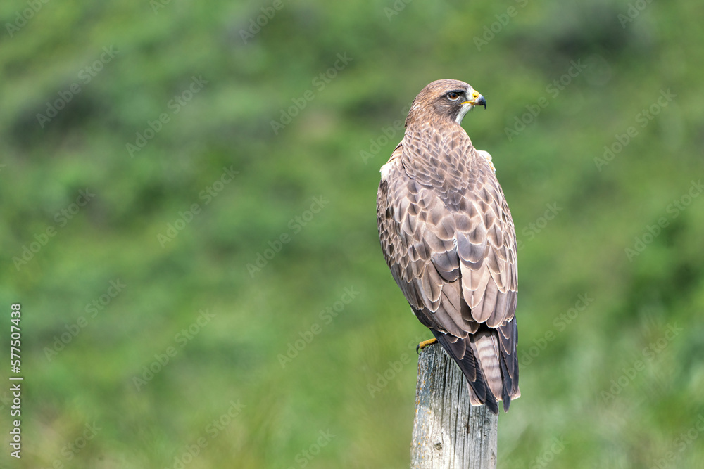 red tailed hawk red tailed hawk