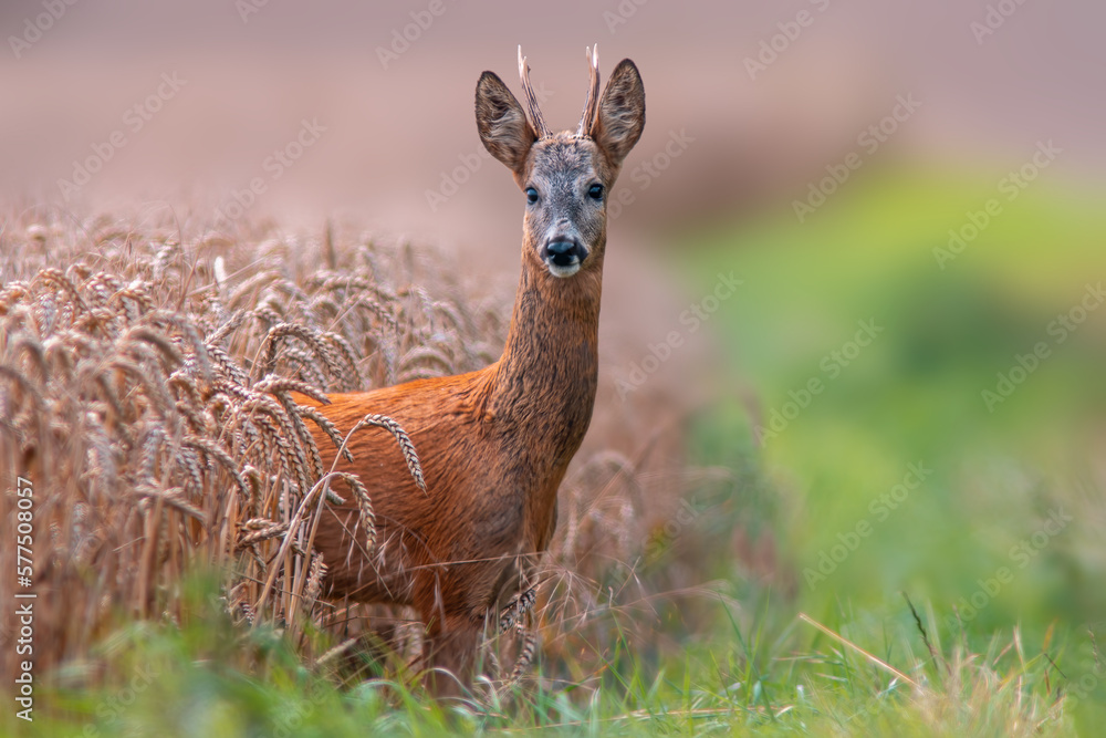 one young roebuck looking out of a wheat field in summer one young roebuck looking out of a wheat field in summer