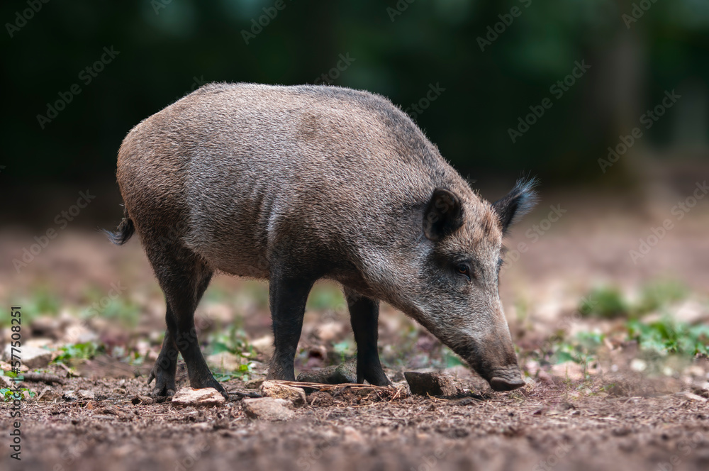 a wild boar in a deciduous forest in autumn a wild boar in a deciduous forest in autumn