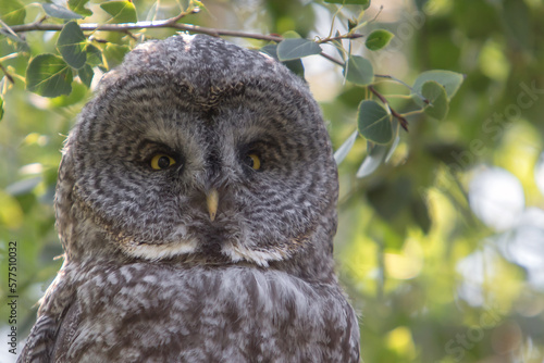 great horned owl