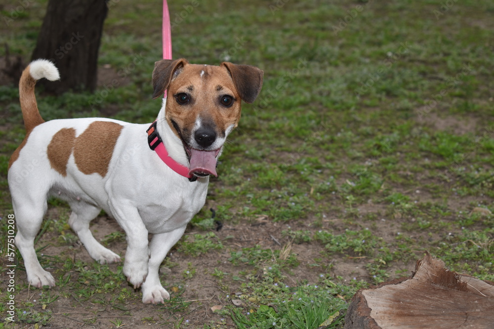 Pet jack russell on a walk looks at the camera with an open mouth