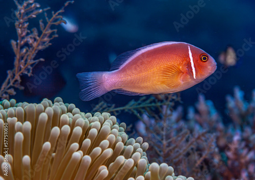 Amphiprion perideraion, pink skunk clownfish,