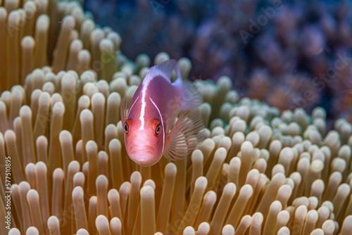 Amphiprion perideraion, pink skunk clownfish, photo