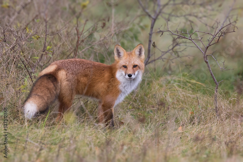 red fox in the wild © Sandra